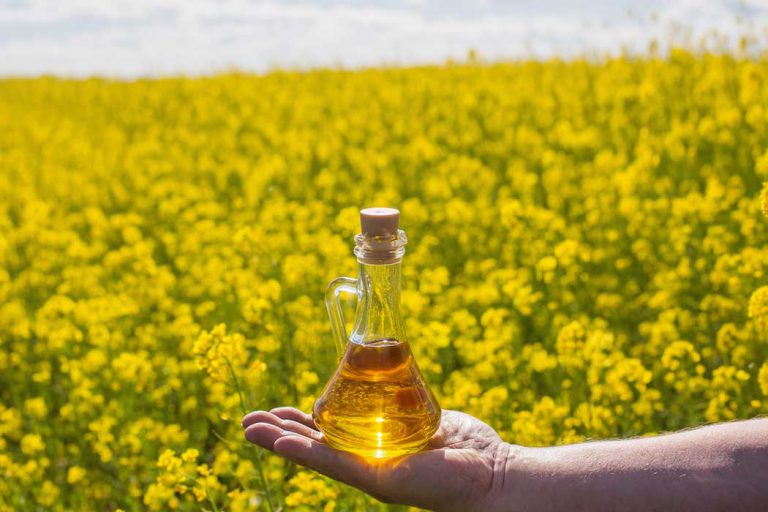 hand holding canola oil in a field