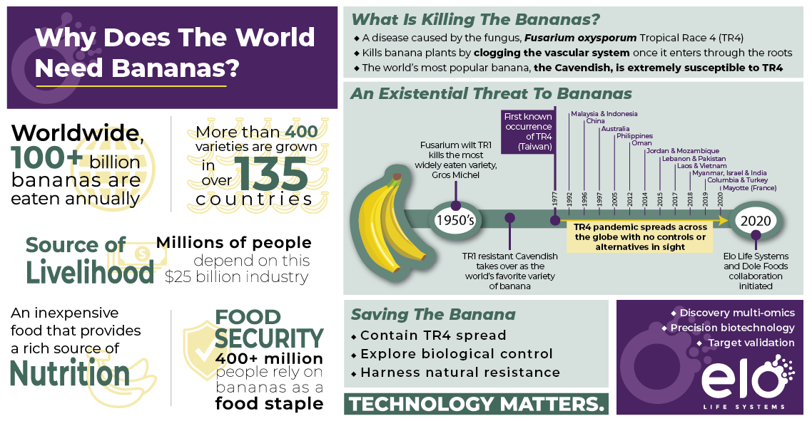 Banana Infographic