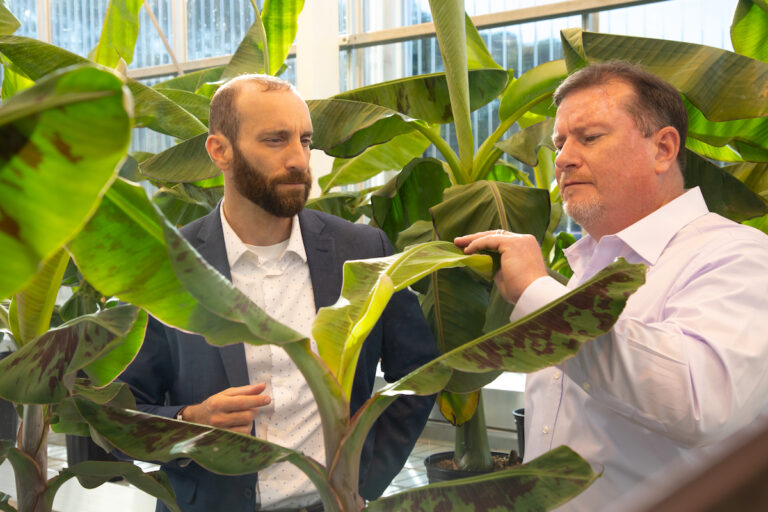 two men looking at banana leaves in a greenhouse
