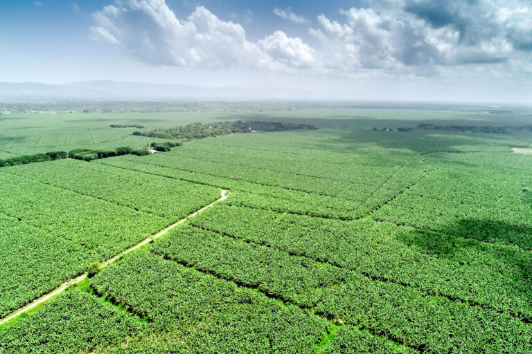 aerial shot of banana field