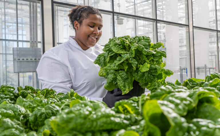 scientist with lettuce plant