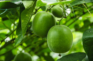 Momordica grosvenori fruits