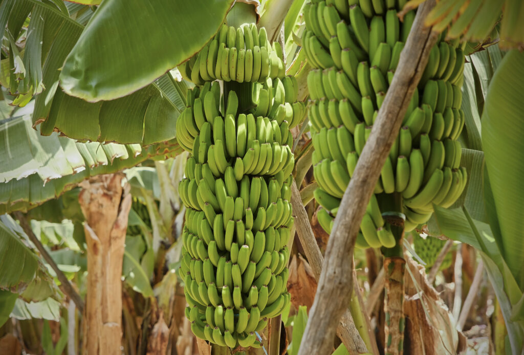Close-up of green bananas