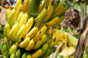 bananas on a plant