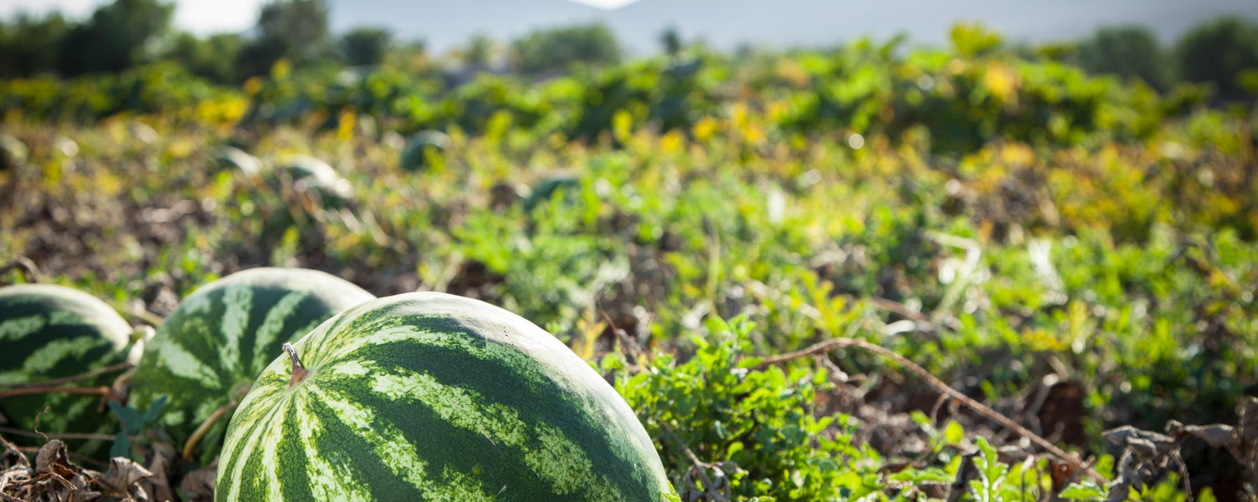 watermelon in field