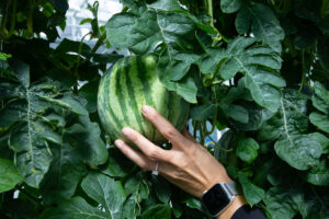 hand grabbing a small watermelon