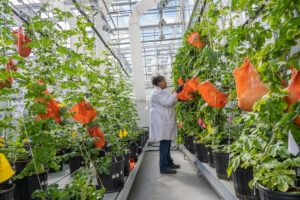 scientist in greenhouse with watermelon plants