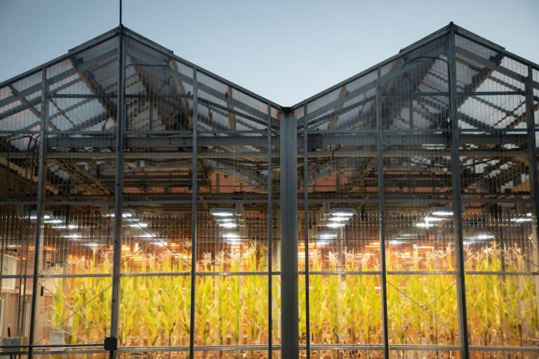 corn inside of a greenhouse