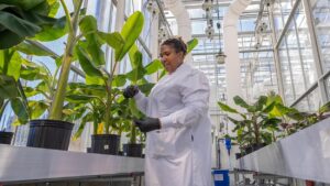 scientist looking at banana leaves