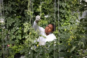 Scientist in Greenhouse