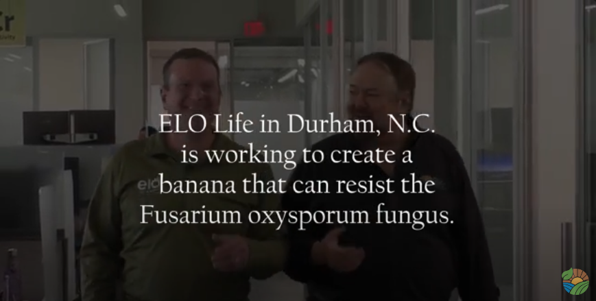 ELO Life in Durham, N.C. is working to create a banana that can resist the Fusarium oxysporum fungus