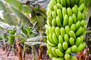 Bananas edited for disease resistance