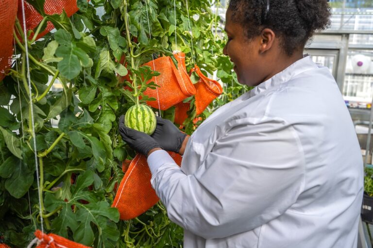 Elo Scientist with Watermelon Plants