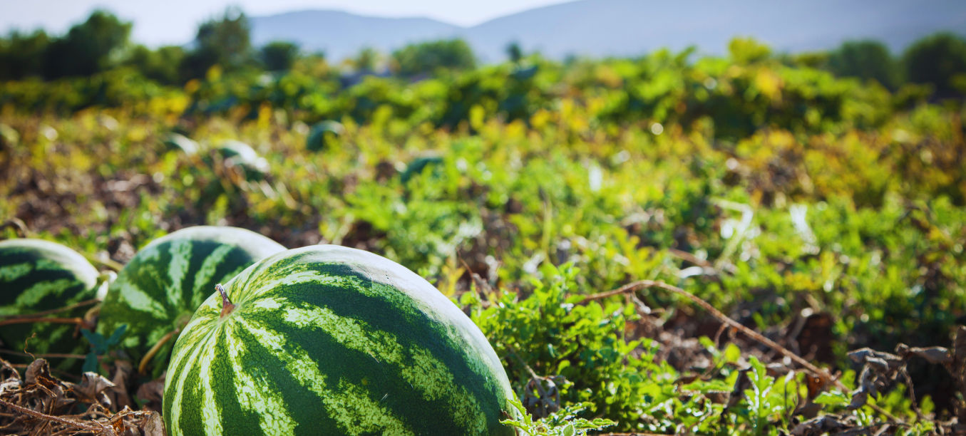 Watermelon Field