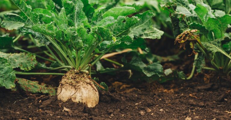 Sugar beet