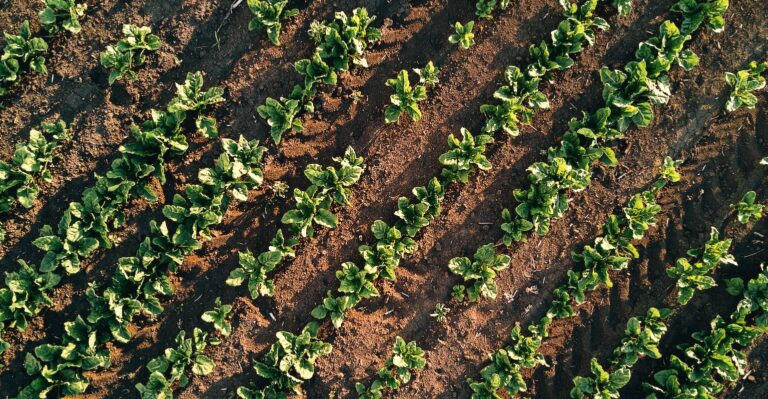 Sugar beet field